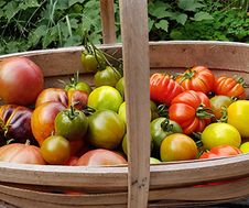 Tomaten, oude en nieuwe rassen